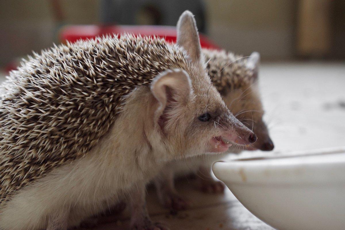 long-eared hedgehog is an animal iran has on its land