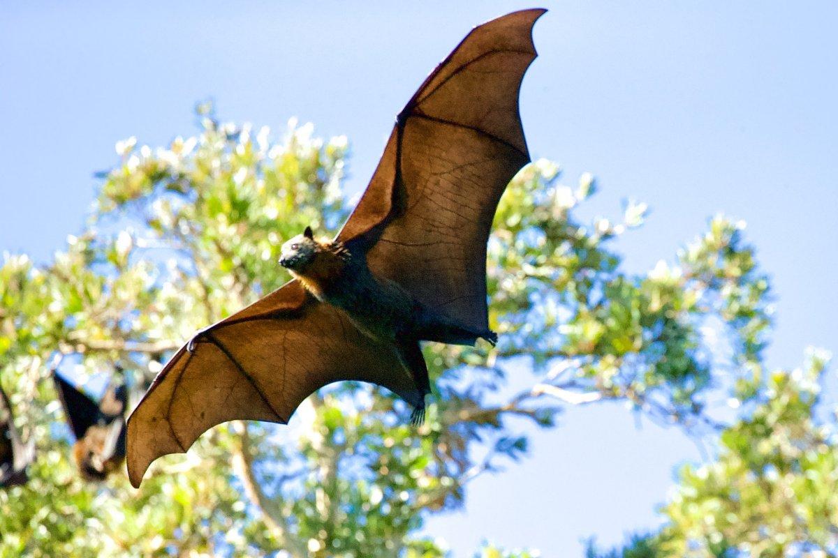 long fingered bat