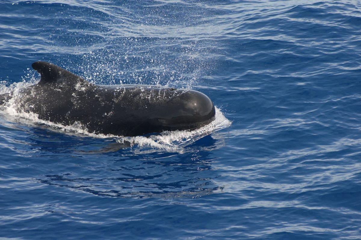 long finned pilot whale