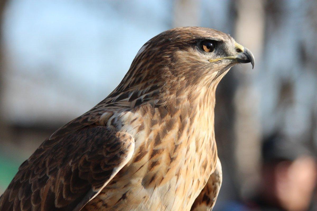 long-legged buzzard is among the animals from iran