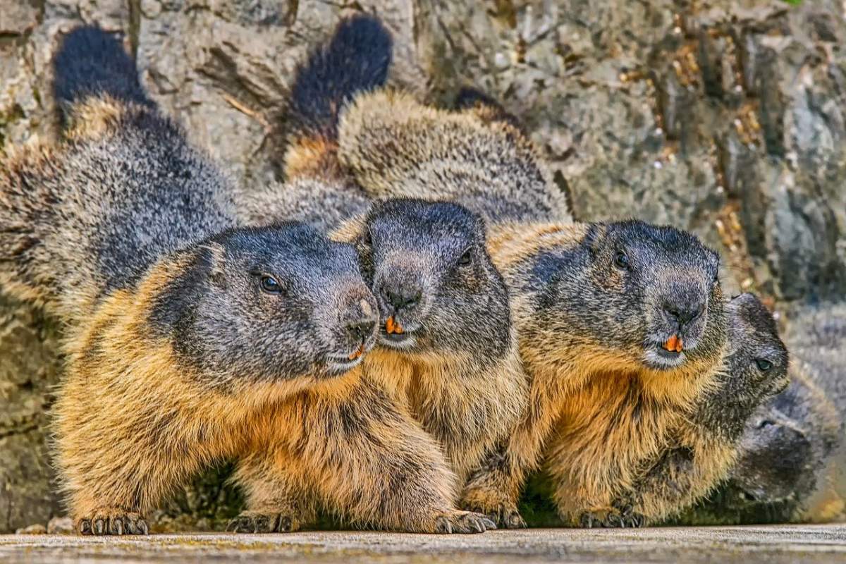 long tailed marmot is one of the wild animals in afghanistan