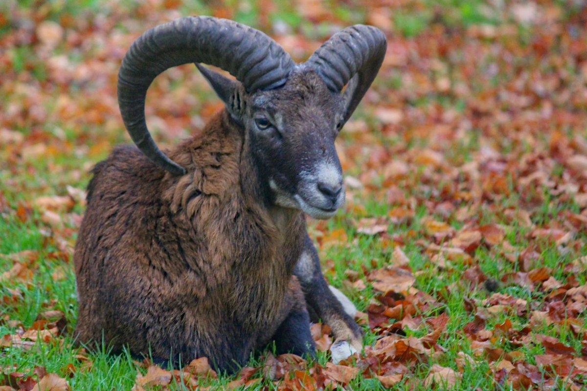 lying mouflon