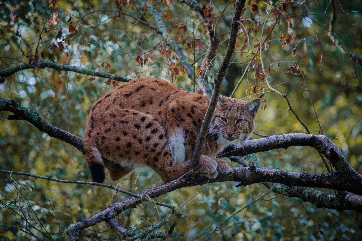 lynx in austria