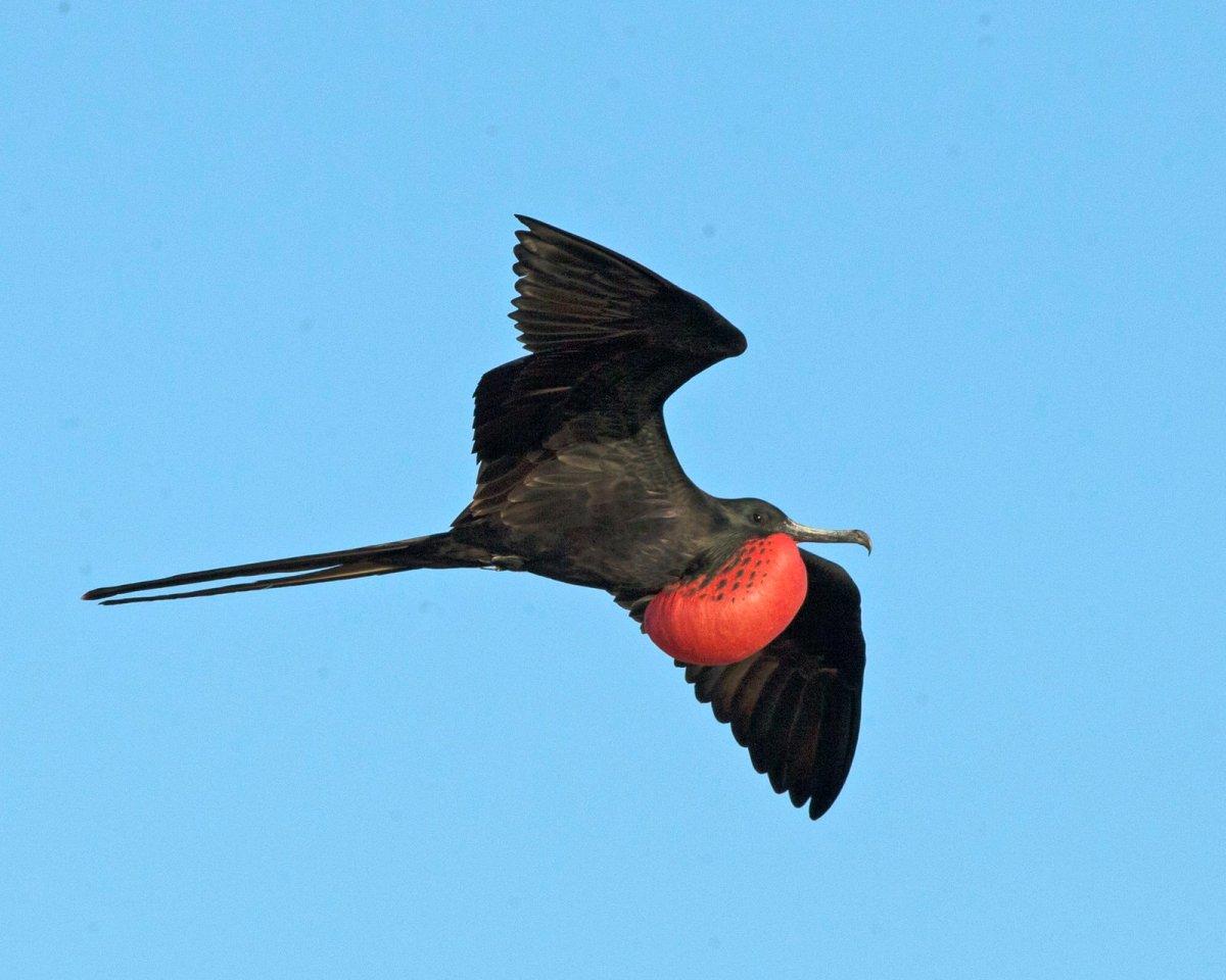magnificent frigatebird is one of the dominican republic wild animals