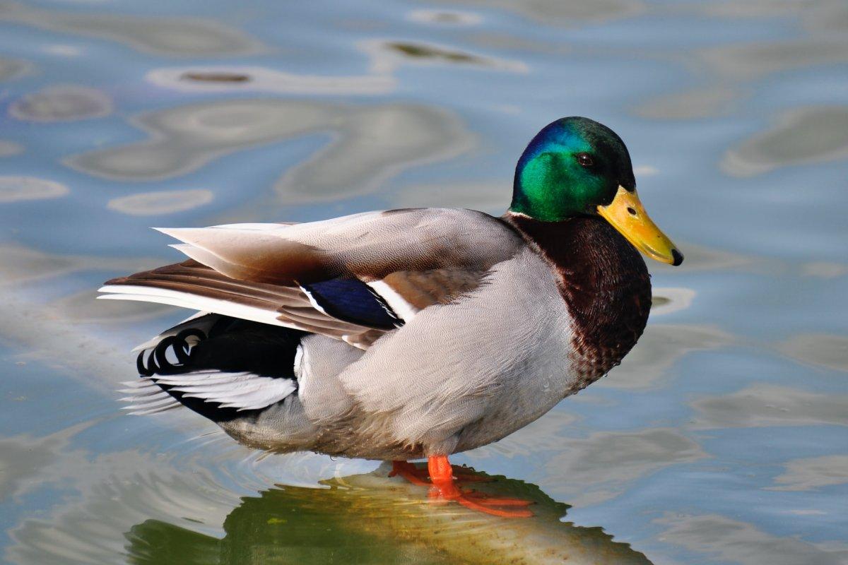 mallard is one of the native animals of austria