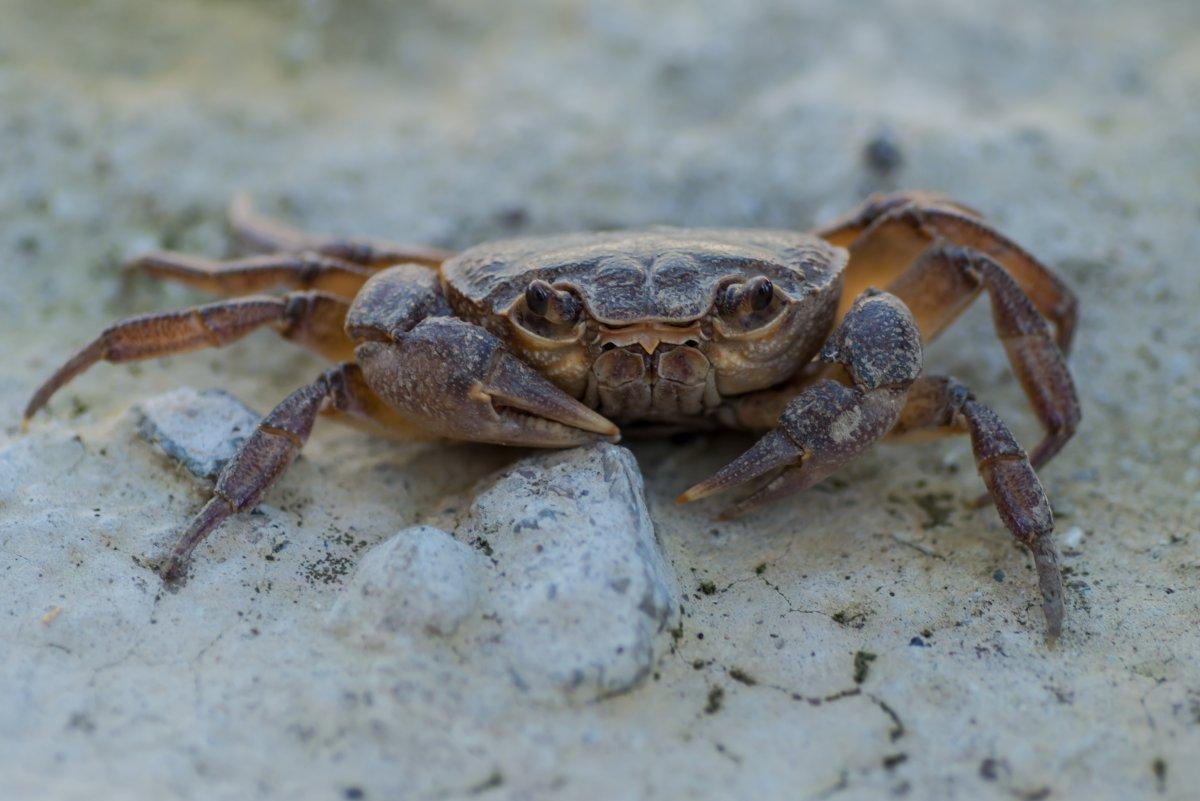 maltese freshwater crab is one of the animals of malta