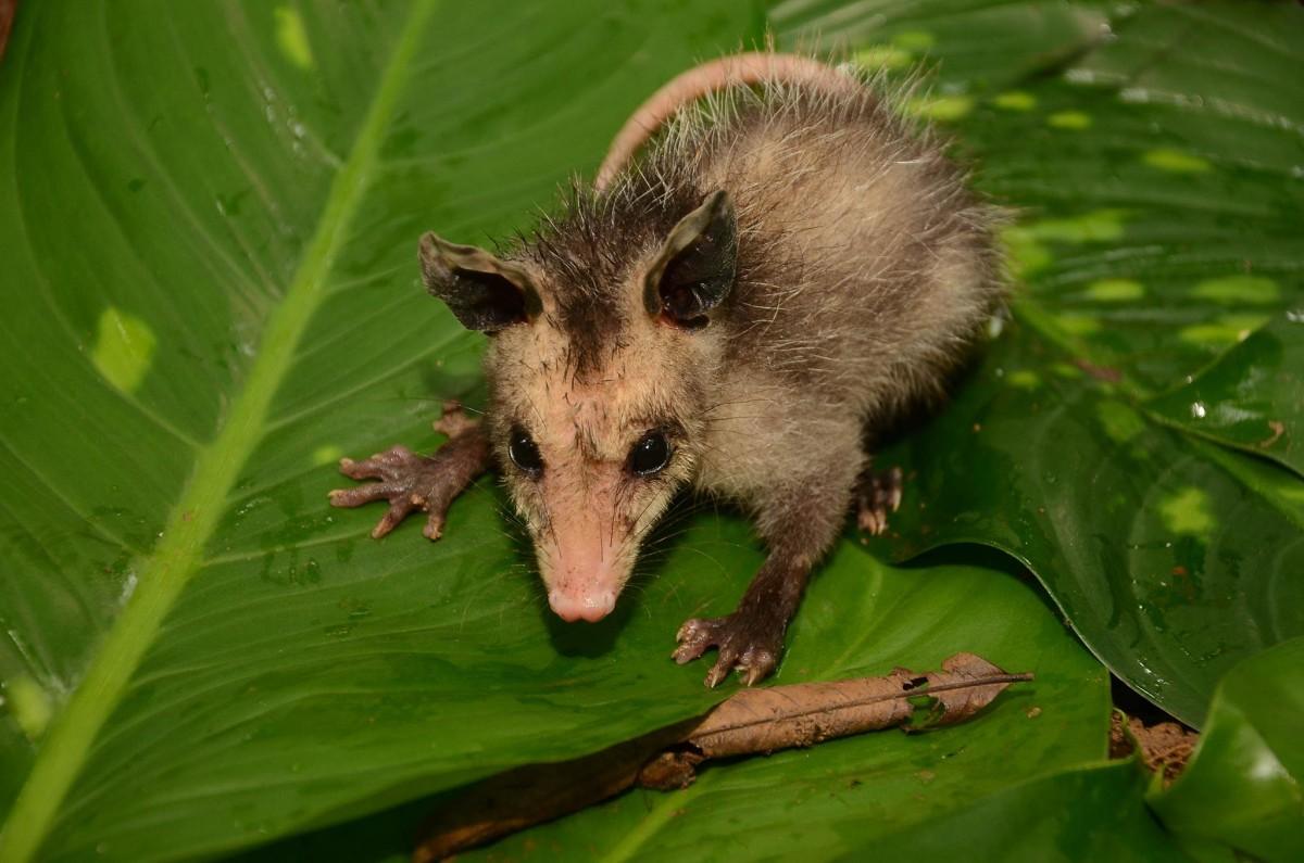 manicou is one of the animals of dominica