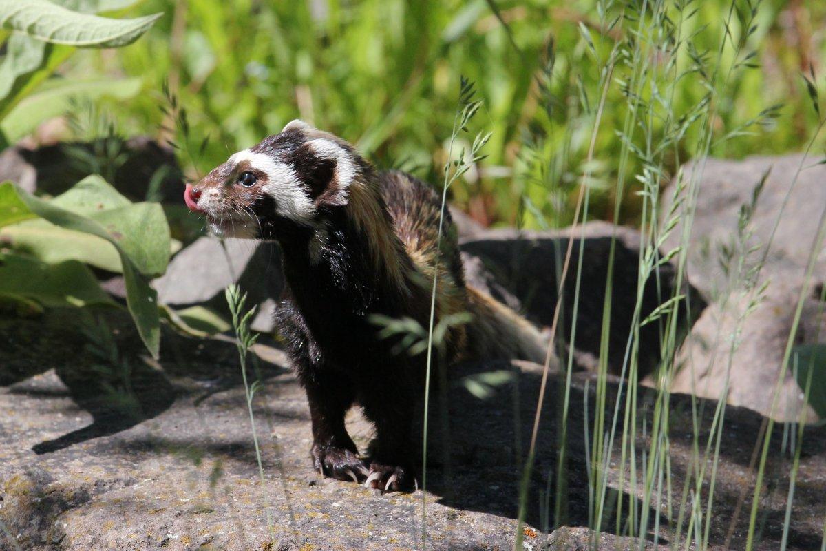 marbled polecat is in the common animals in greece