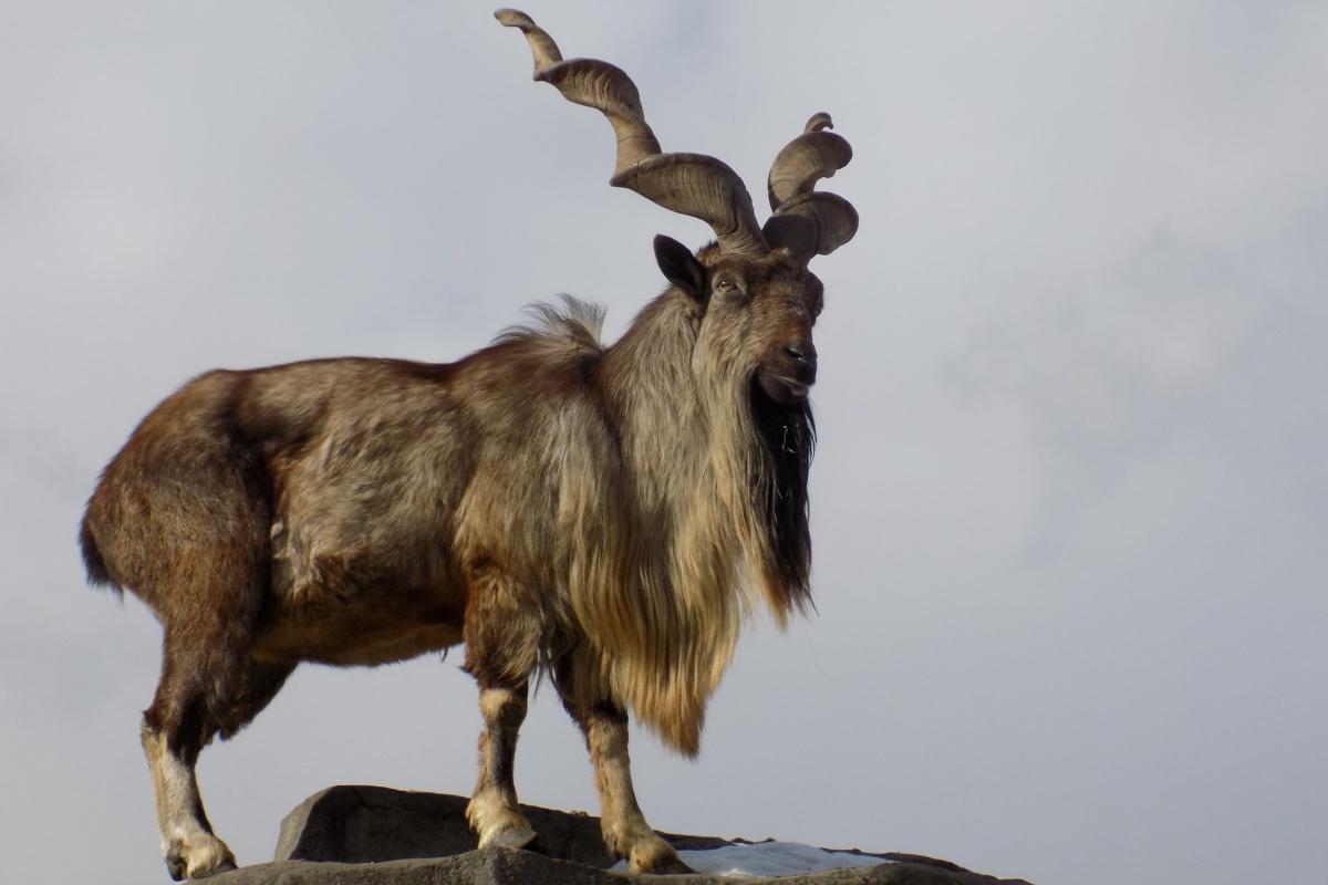 markhor is part of the wildlife in afghanistan