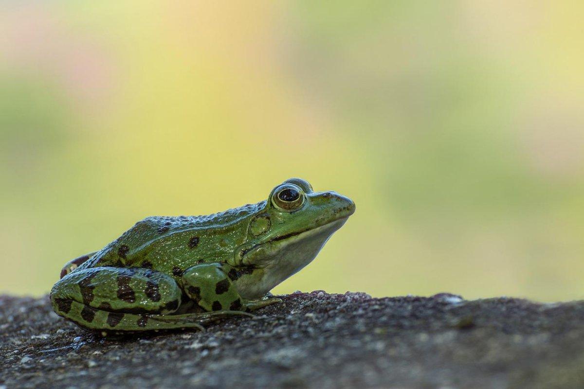 marsh frog