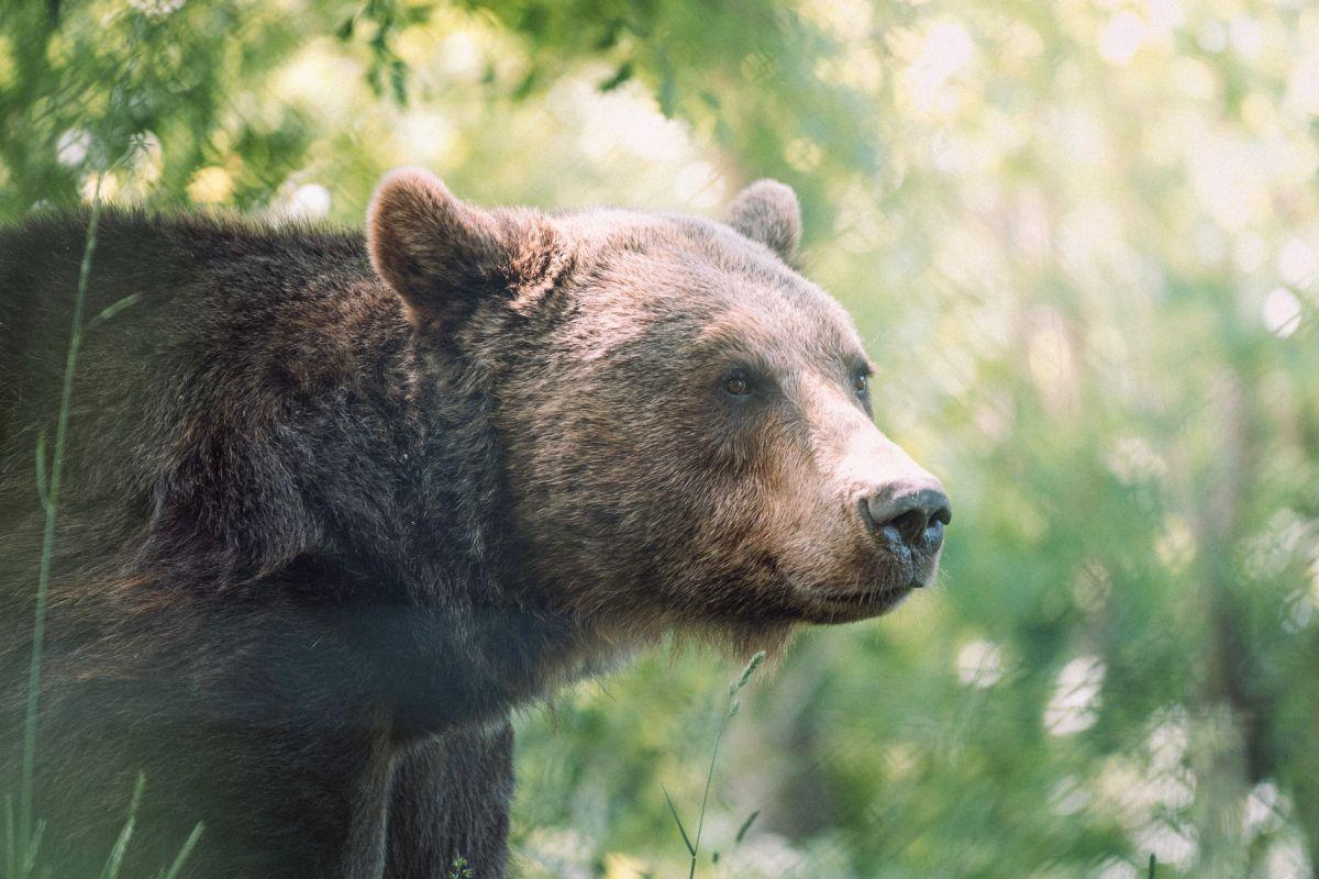 marsican brown bear is one of the endangered animals in italy