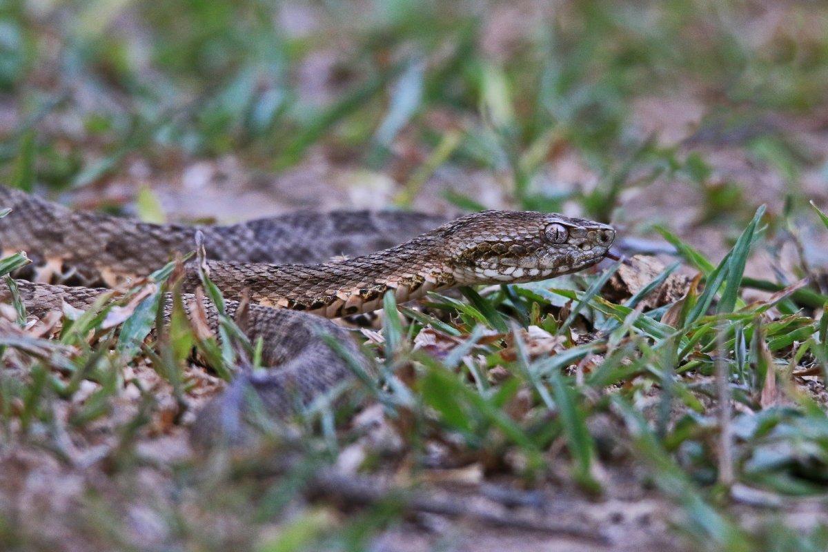 martinique fer de lance is one of the animals from france