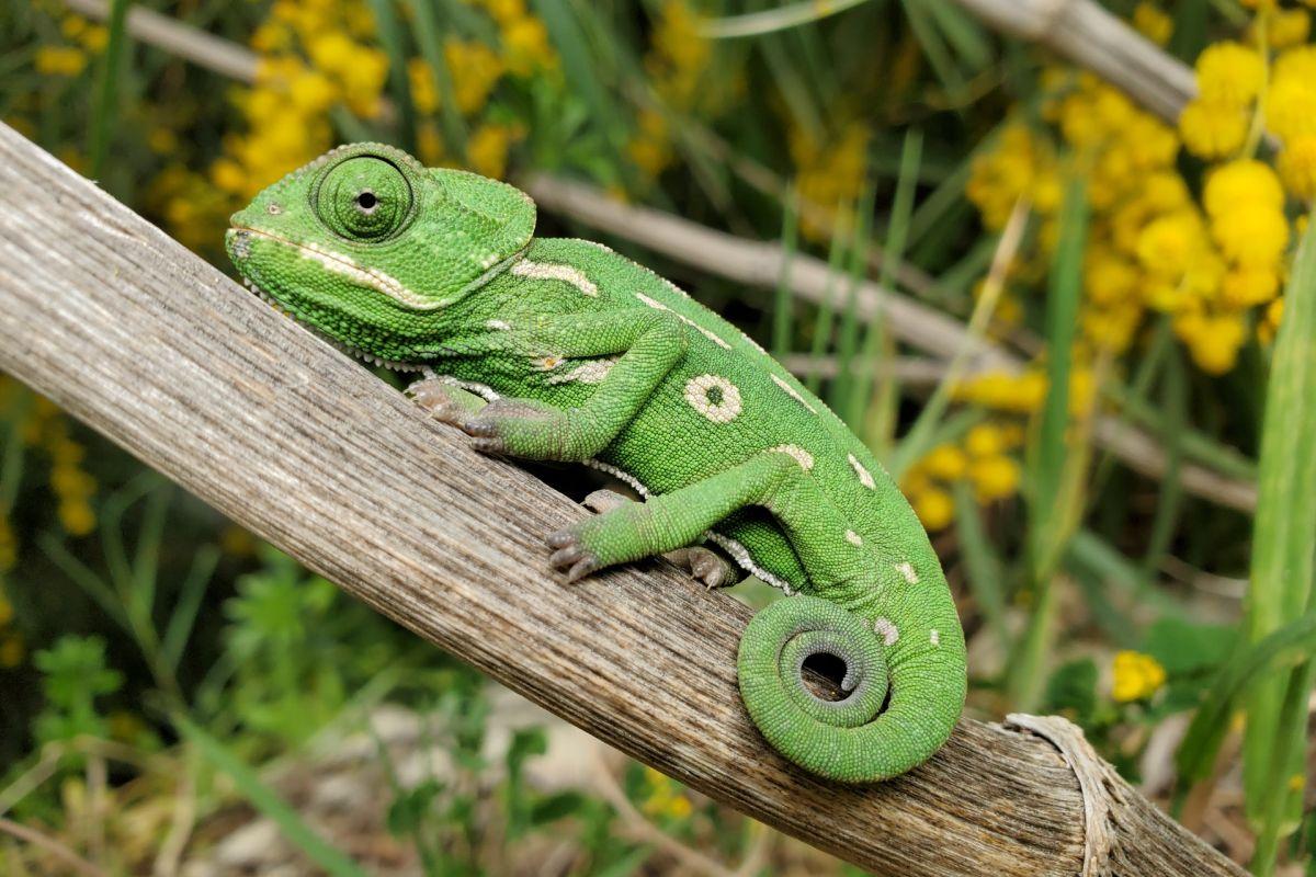 mediterranean chameleon is in the cyprus animals list