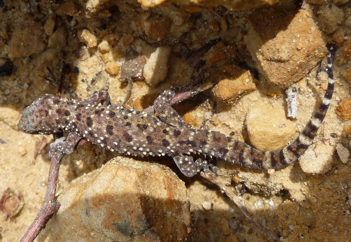 mediterranean house gecko is in the common animals of cyprus