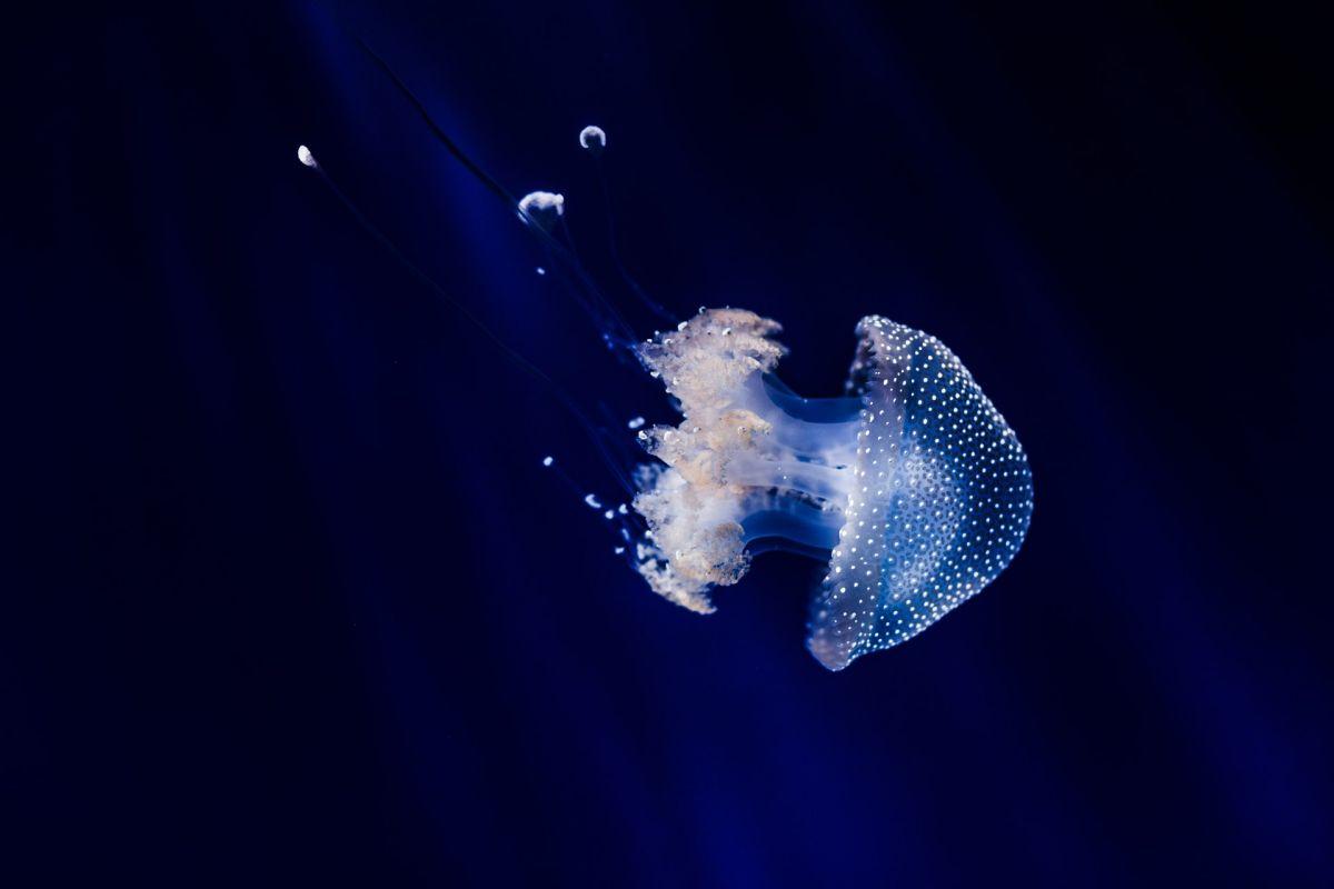 mediterranean jellyfish