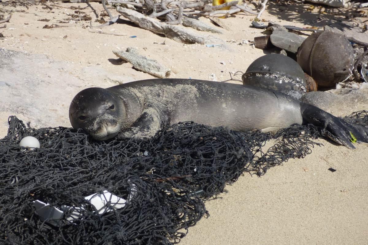 mediterranean monk seal is among the wild animals in greece