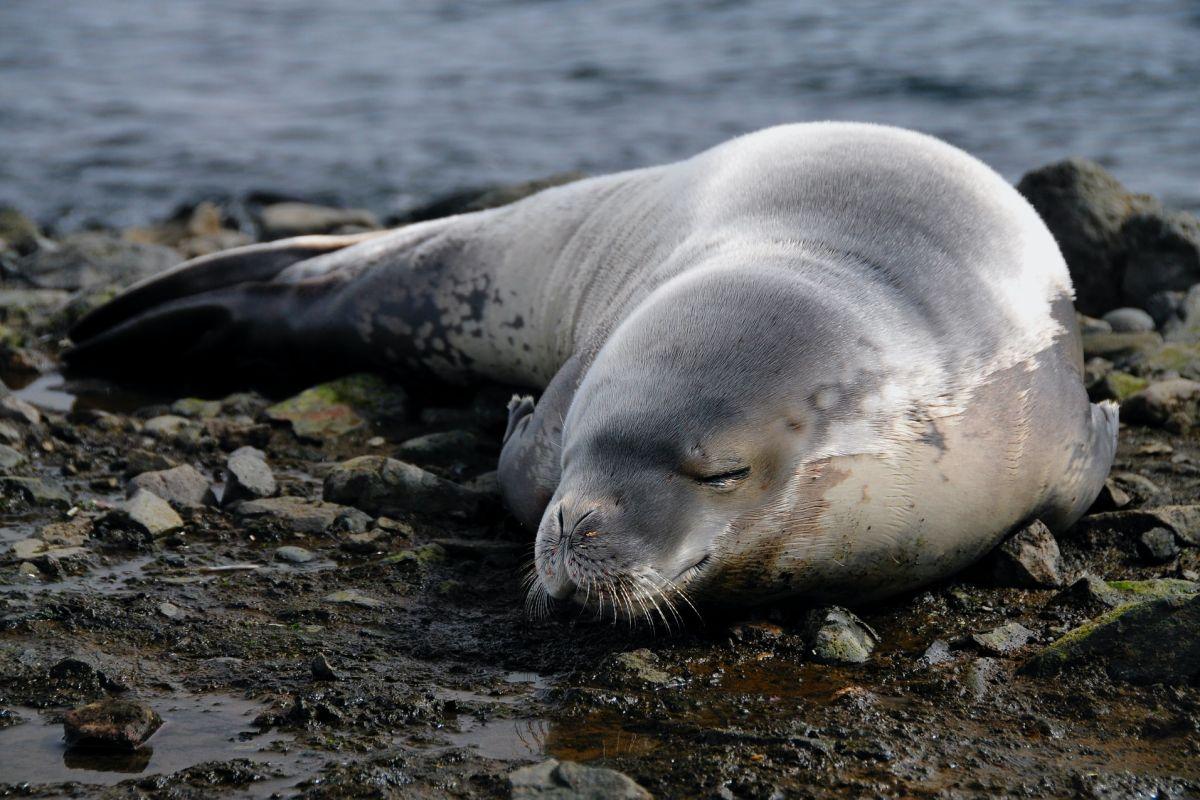 mediterranean monk seal is an endangered species in bulgaria