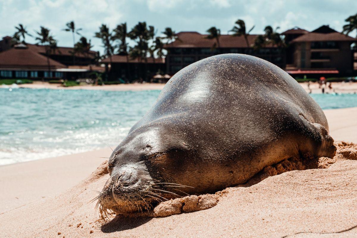 mediterranean monk seal is one of the wild animals in malta