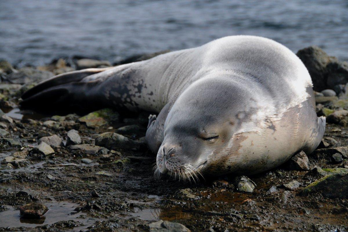 mediterranean monk seal on the beach