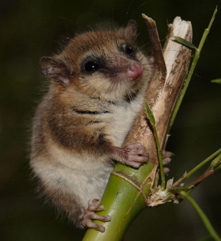 monito del monte is among the animals that live in chile