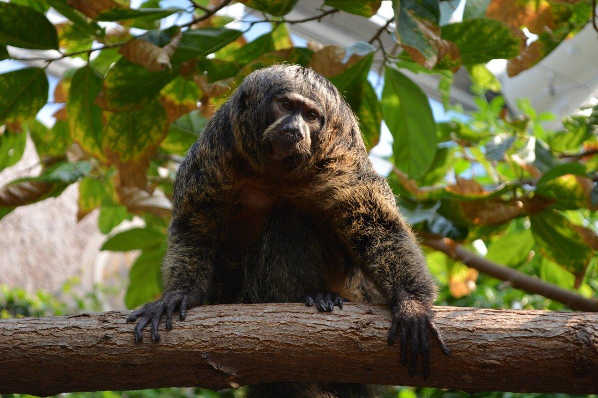 monk saki is one of the animals ecuador has on its land