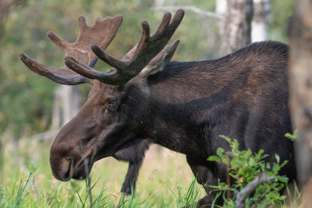 moose is in the russian forest animals