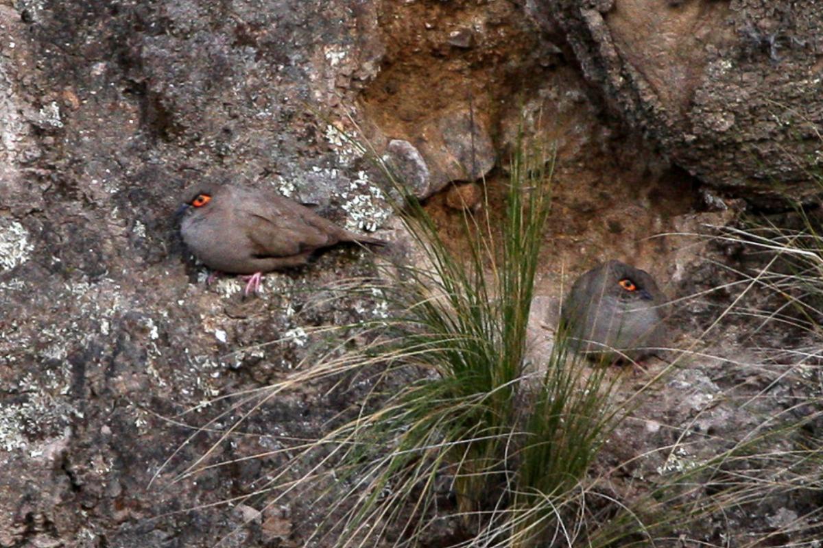 moreno's ground dove is among the animals native to argentina