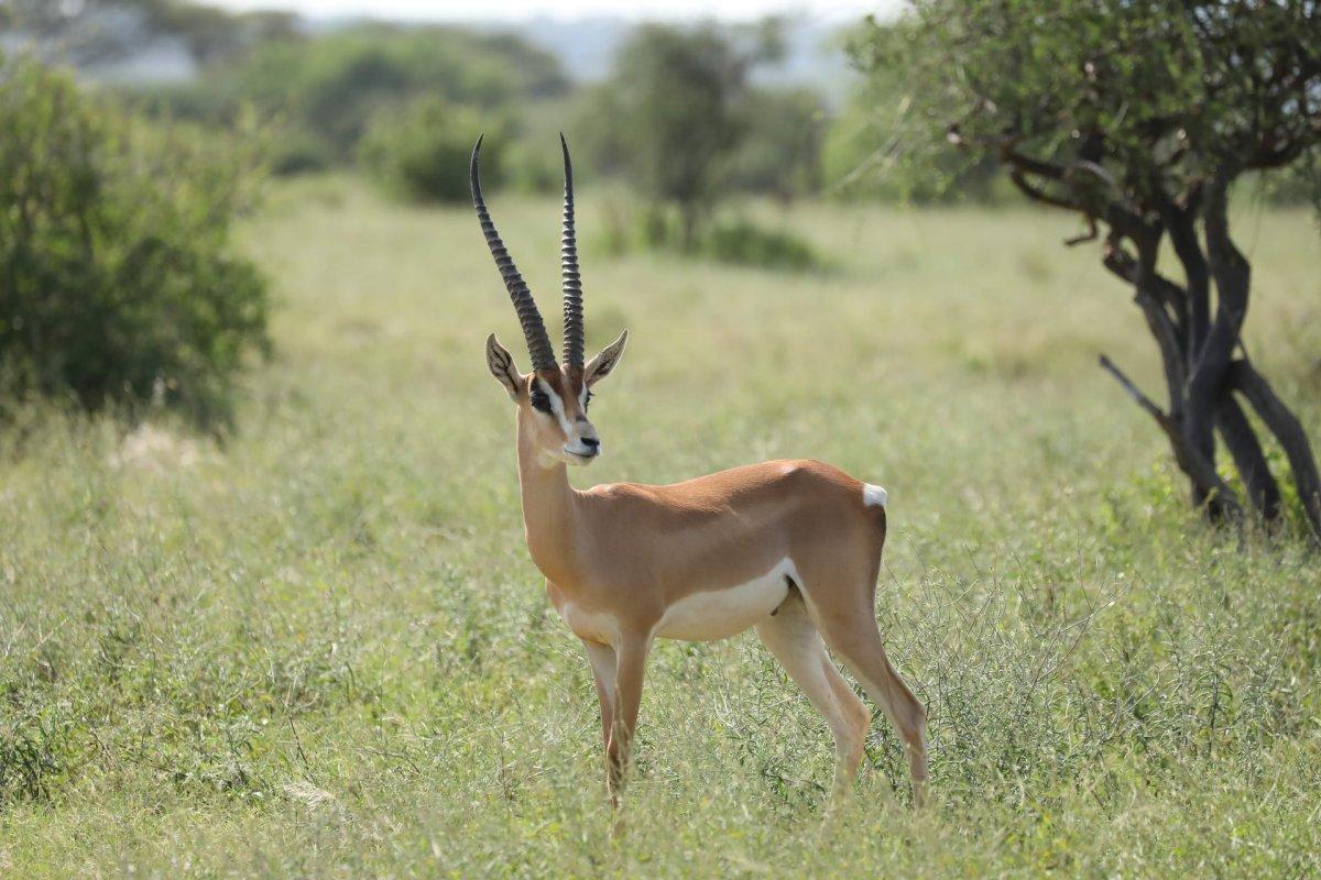 the mountain gazelle is israel national animal