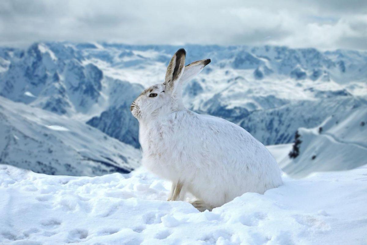 mountain hares are wild wild animals in italy