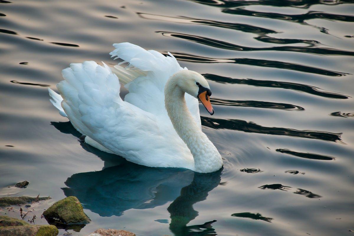 mute swan in greece