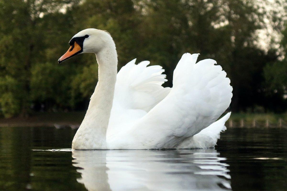 mute swan