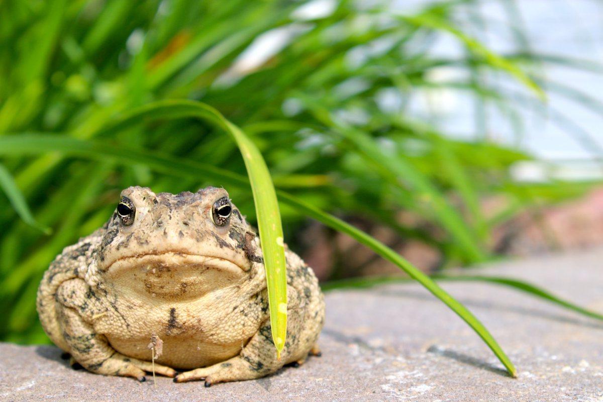 nile delta toad