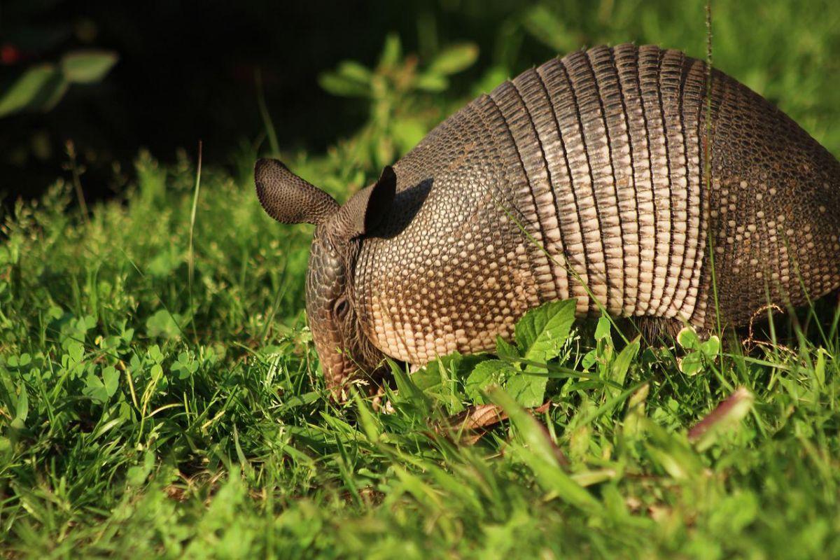 nine-banded armadillo is part of ecuador wildlife