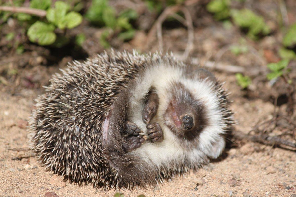 north african hedgehog is one of the maltese animals