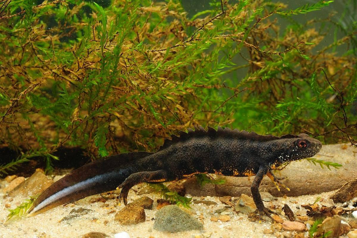 northern crested newt