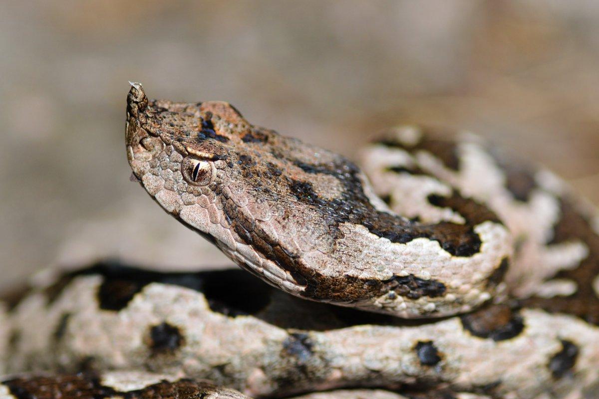 nose horned viper is one of the most common animals in bosnia