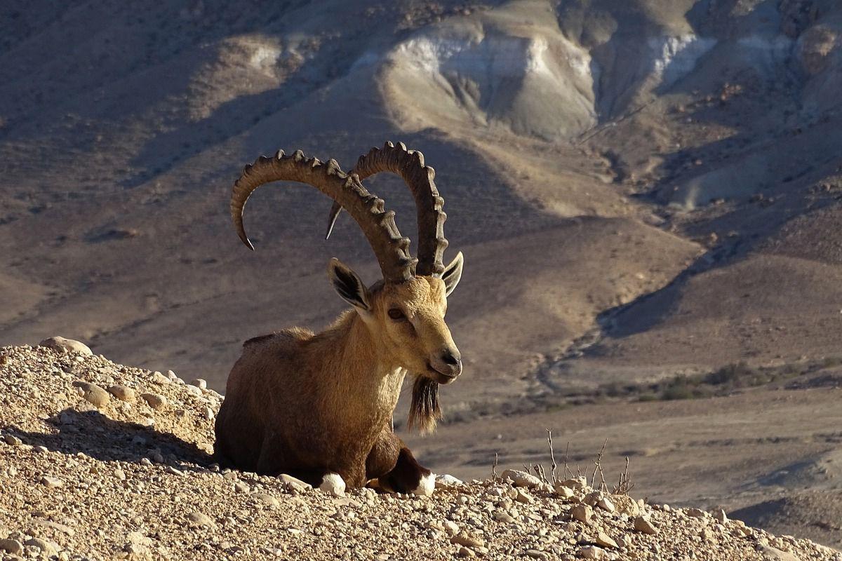 nubian ibex in the desert