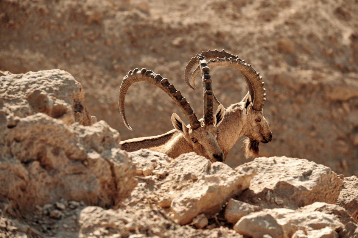 nubian ibex is one of the egypt desert animals