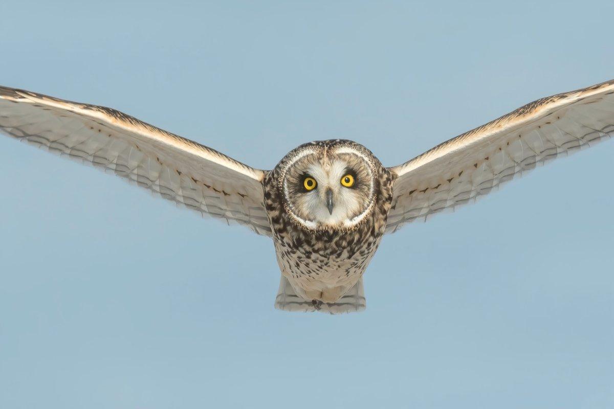 omani owl