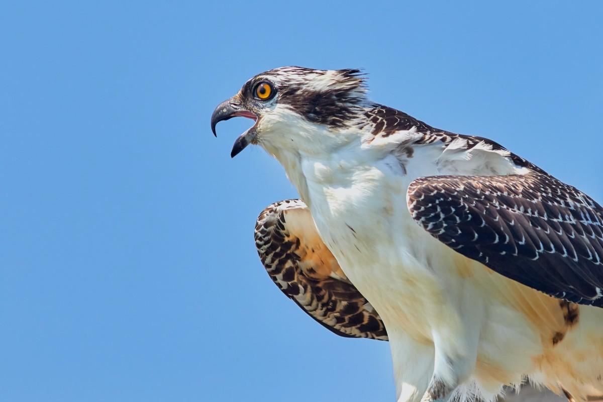 osprey is one of the animals from ecuador