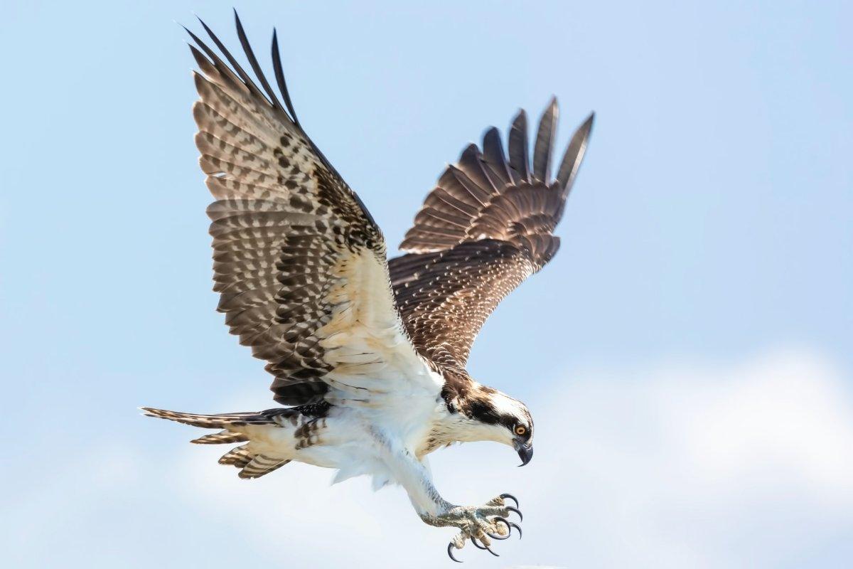 osprey is part of the wildlife in france