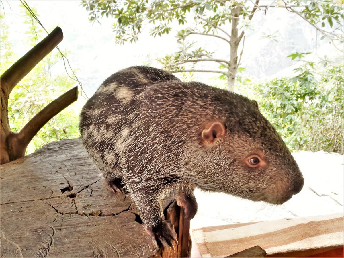 pacarana is in the animals found in ecuador