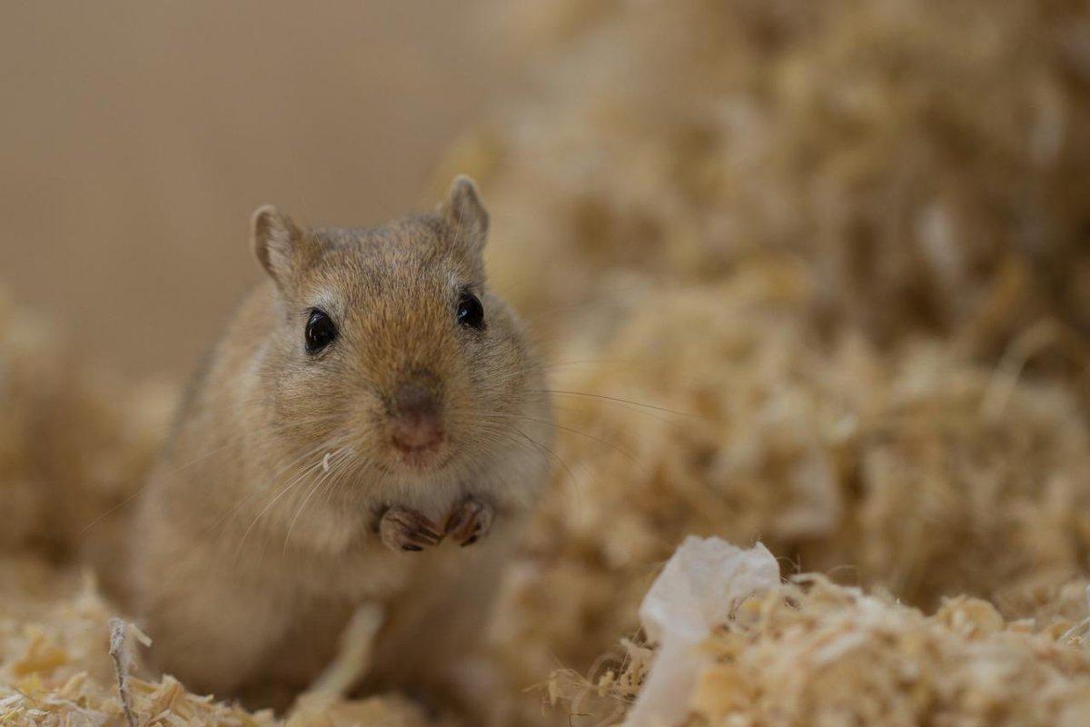 pale gerbil is in the list of the animals in egypt