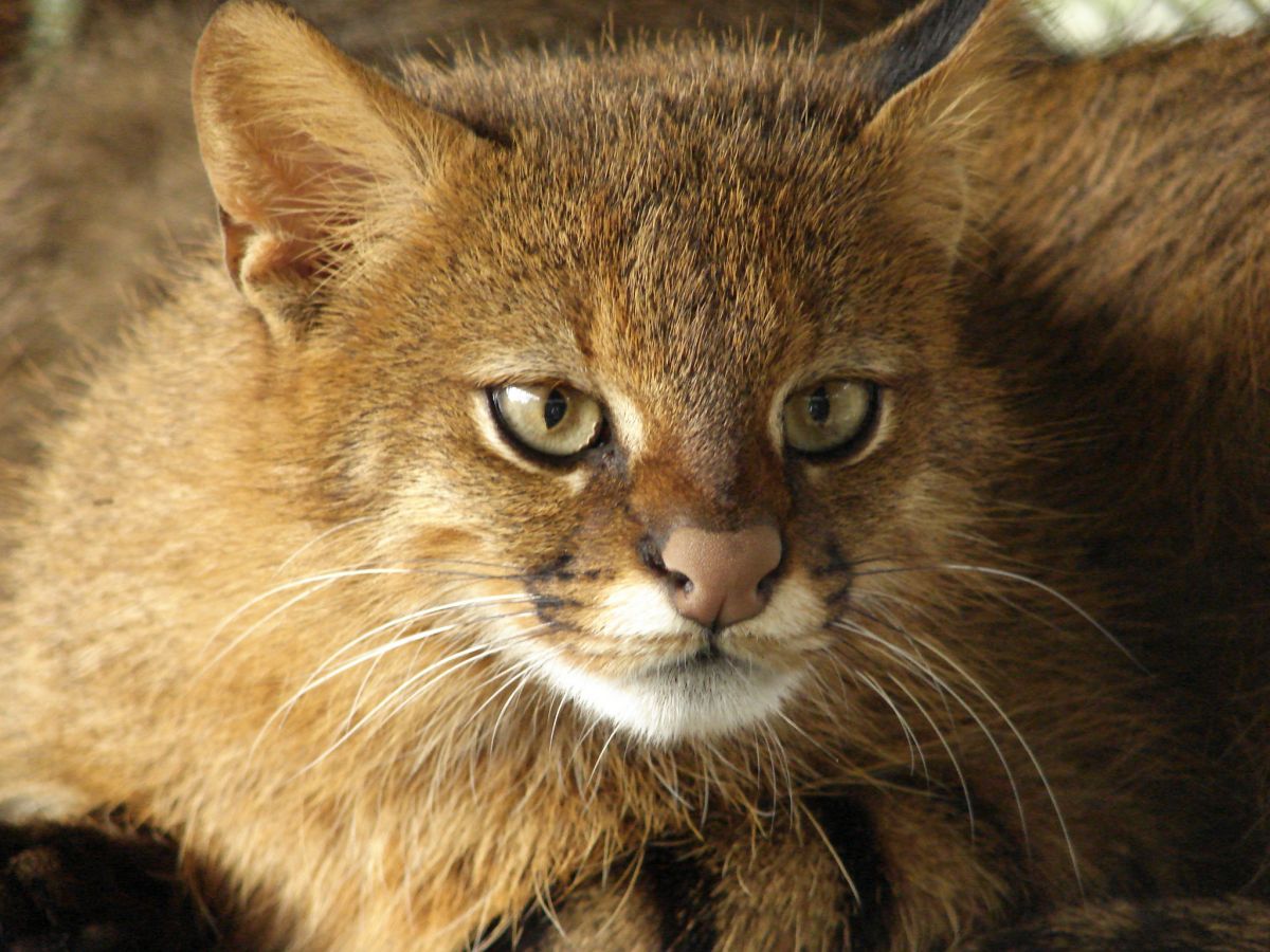 pampas cat is one of the native animals in chile