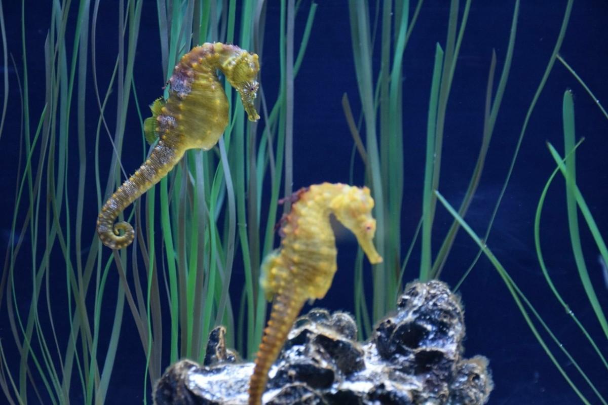 pantagonian seahorse is among the wild animals in argentina