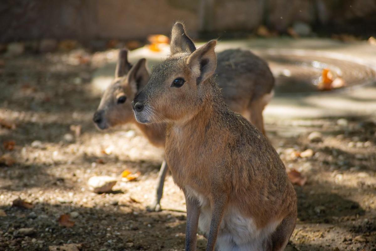 patagonian mara is one of the native animals of argentina