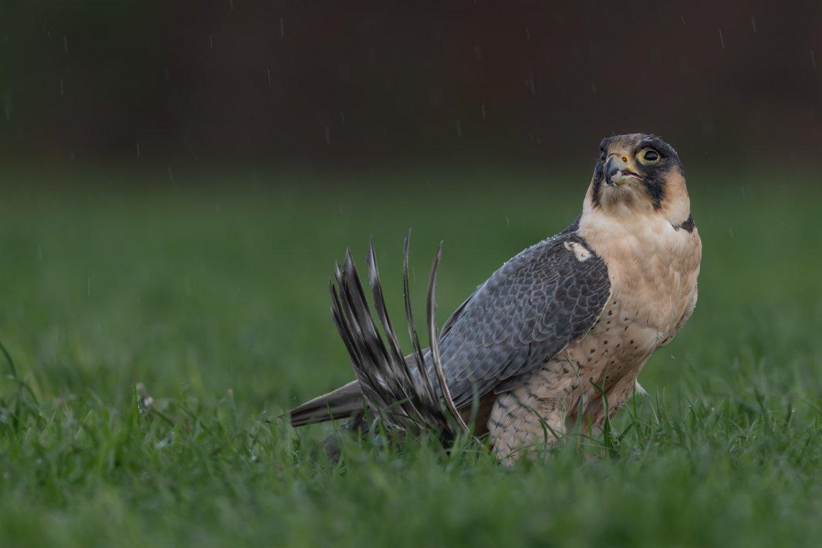 peregrine falcon is in the popular animals in france