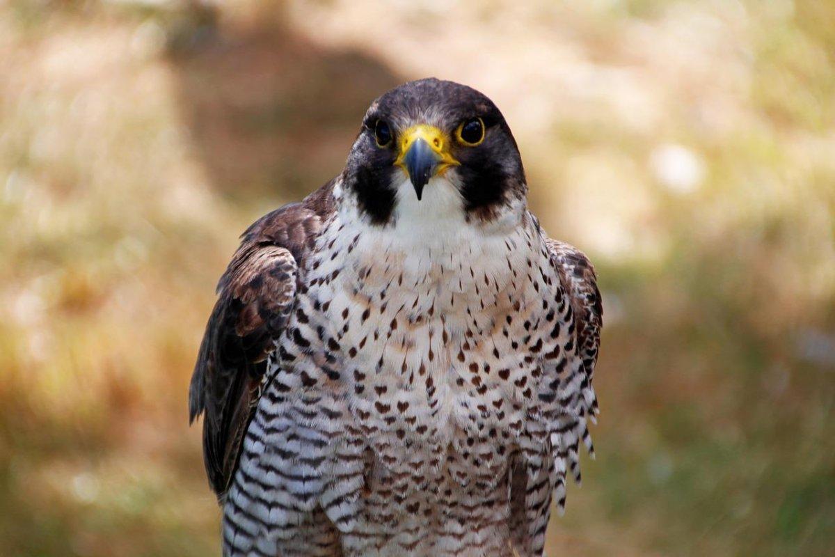 peregrine falcon is one of the native animals in austria