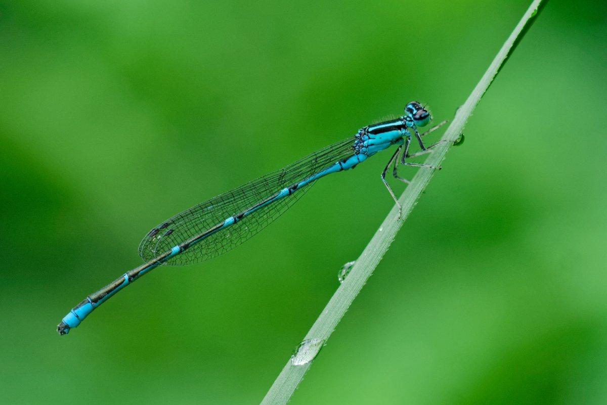persian damselfly is one of the animals in cyprus