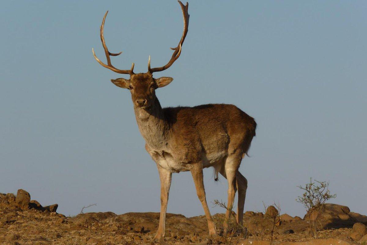 persian fallow deer is among the animals iran has on its land